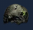 Preserved Cranium